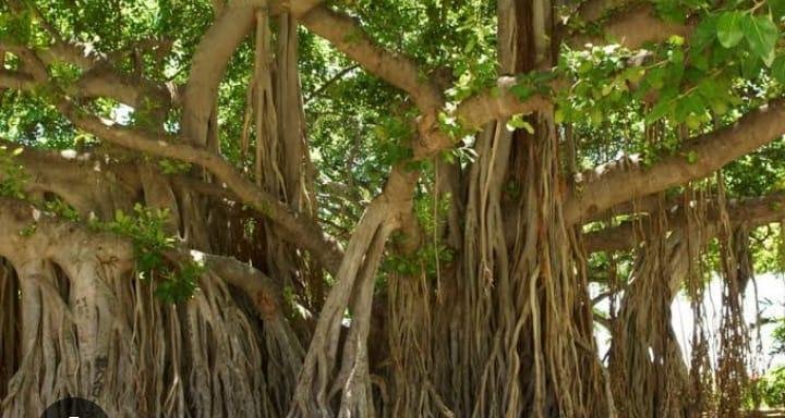 सरपंच पर कार्रवाई के लिए आयुक्त से मिलेंगे बनभौरी के ग्रामीण
