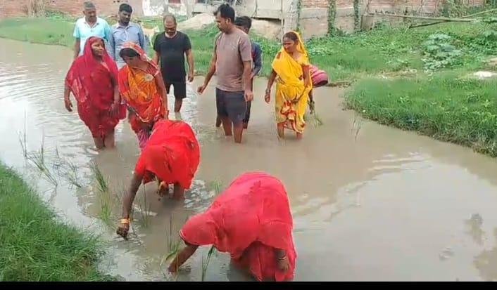 रोड नहीं तो वोट नहीं सड़क पर जल जमाव को लेकर ग्रामीणों ने धान रोपाई कर किया विरोध