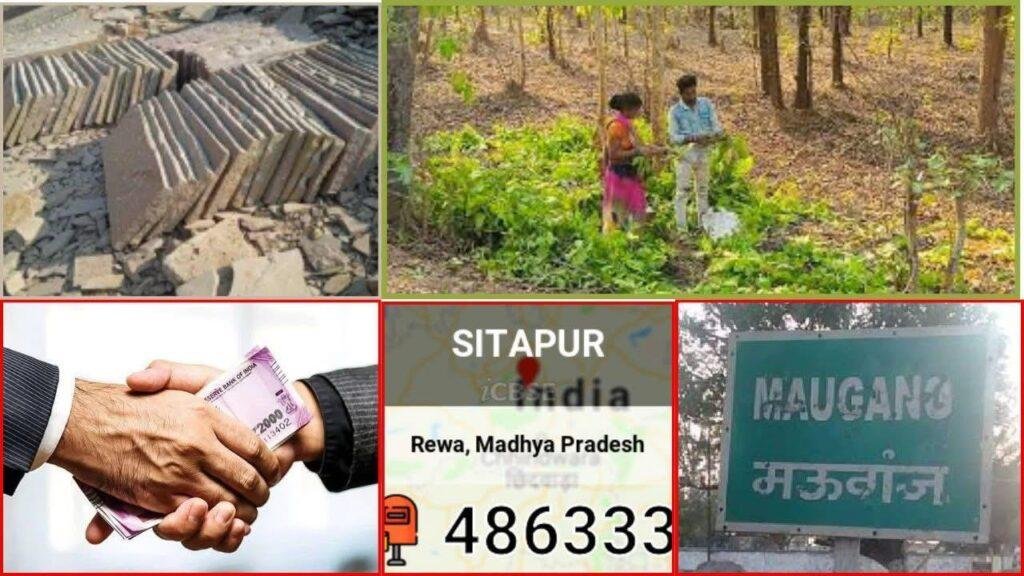 MP, मऊगंज,“सीतापुर का जंगल विभाग बना दलालों का अड्डा, अफसरों ने ओढ़ ली चुप्पी की चादर
