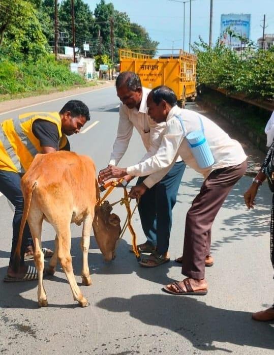 सड़क सुरक्षा को ध्यान में रखते हुए पशुओं को लगाए जा रहे रेडियम बेल्ट
