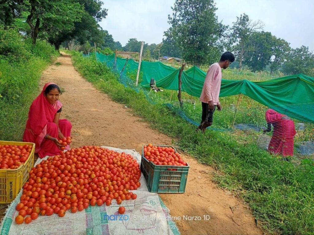 आदि कर्मयोगी अभियान ने सँवारा जीवनटमाटर की लालिमा से खिला भविष्य महज 50 हजार के ऋण से शुरू हुआ सफर, मंगली दीदी बनीं महिलाओं की प्रेरणा