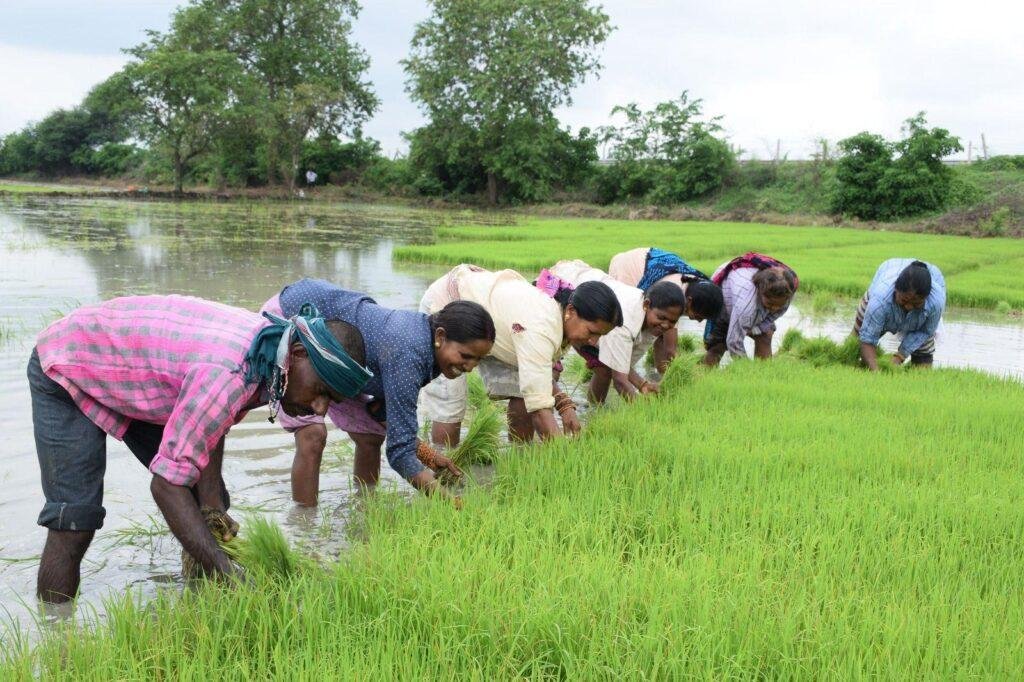 धमतरी जिले की कृषि प्रगति : 25 वर्षों की उपलब्धियों की सुनहरी गाथा