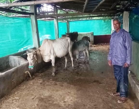 महात्मा गांधी नरेगा योजना से निर्मित पशु शेड गौ पालक रामफल के लिए बना आमदनी का जरिया