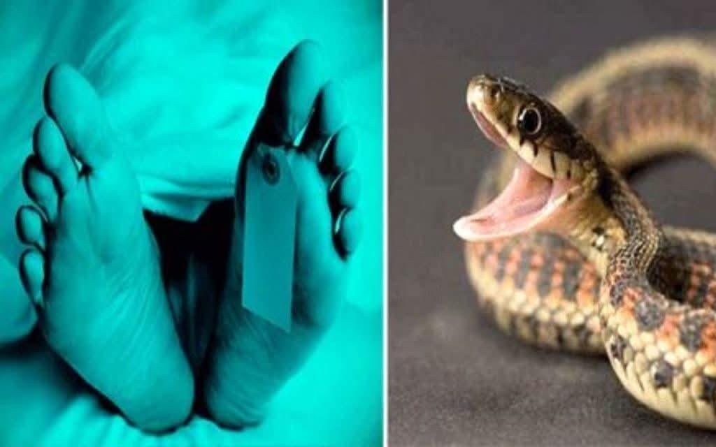 सर्प दंश से दसवीं के छात्र और महिला की मौत