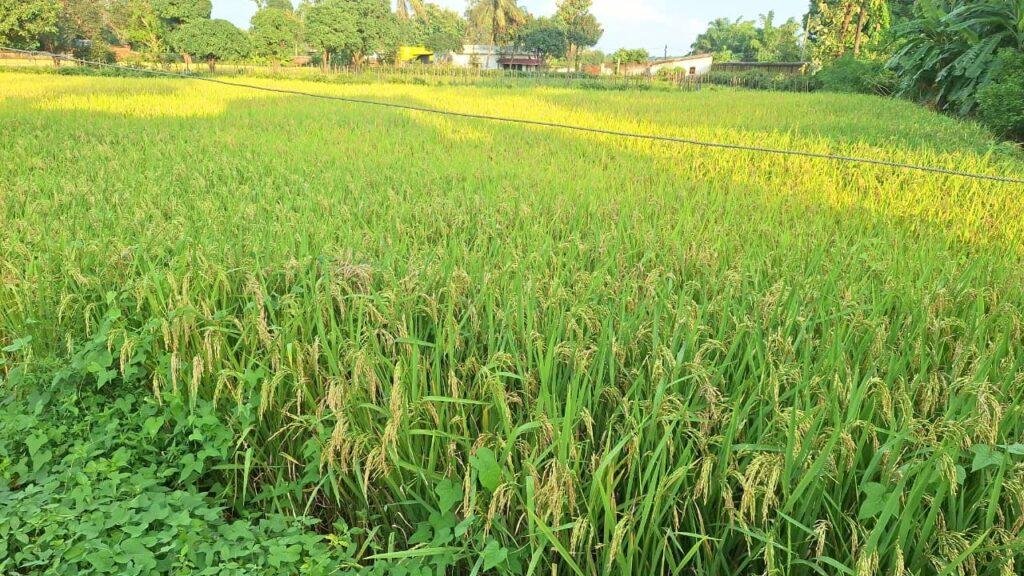बस्तर में कृषि क्रांति-25 वर्षों में फसल क्षेत्र दोगुना, बीज वितरण में 10 गुना वृद्धि