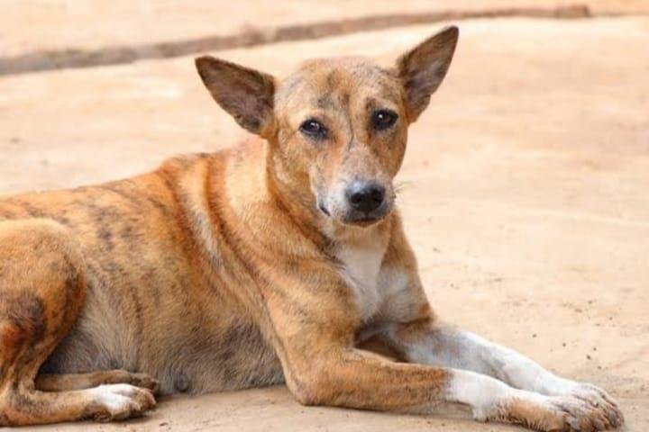 पागल कुंतिया का आतंक,पन्द्रह लोगों को काटकर किया घायल,नगर निगम प्रशासन बना अंजान