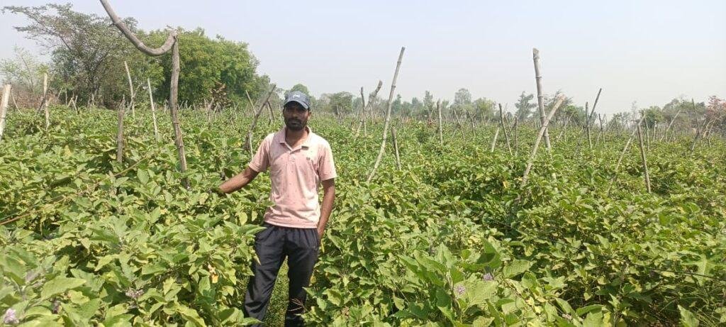 ग्राफ्टेड बैंगन की उन्नत खेती से अमृत बंजारे की आर्थिक स्थिति हुई सुदृढ़  