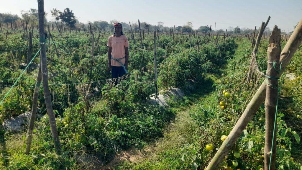 ग्राफ्टेड टमाटर की खेती से दुबेलाल का बढ़ा मुनाफा