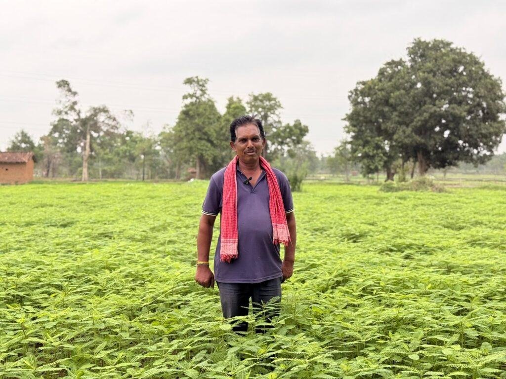 हरी खाद (ढैंचा) से बदली खेती की तस्वीर, उर्वरक खर्च हुआ आधा और मिट्टी बनी अधिक उपजाऊ